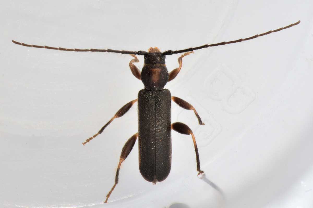 Cerambycidae in accoppiamento:  Poecilium lividum